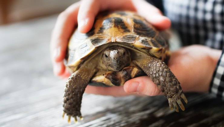 tartaruga tra le mani