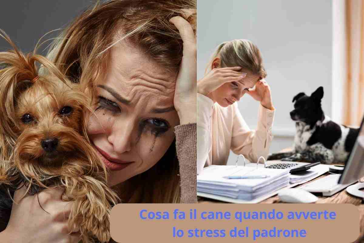 Padrone stressato e cane stressato