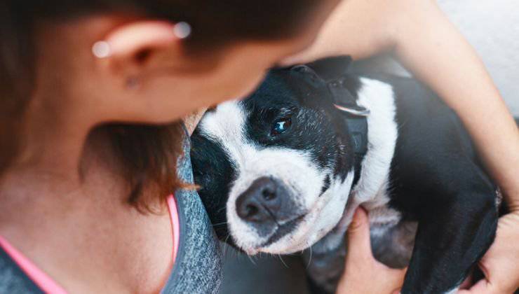 Cane consola la padrona