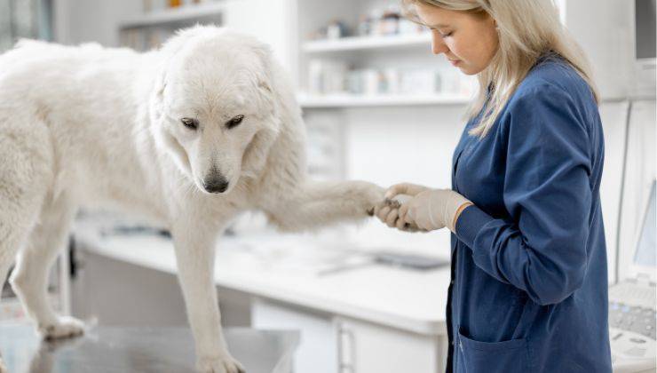 Veterinario controlla zampa del cane