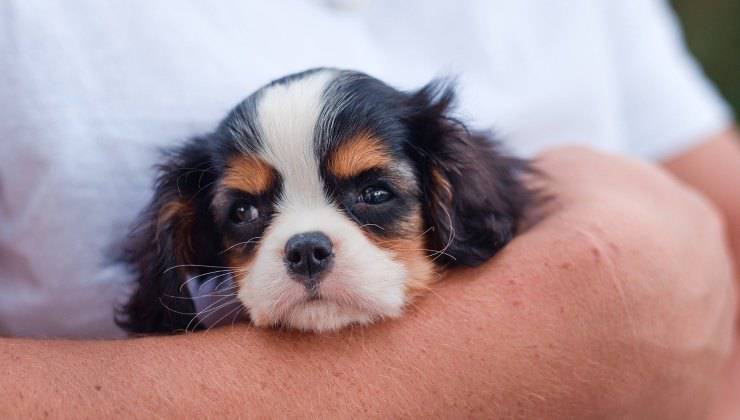 Cucciolo di cane in braccio 