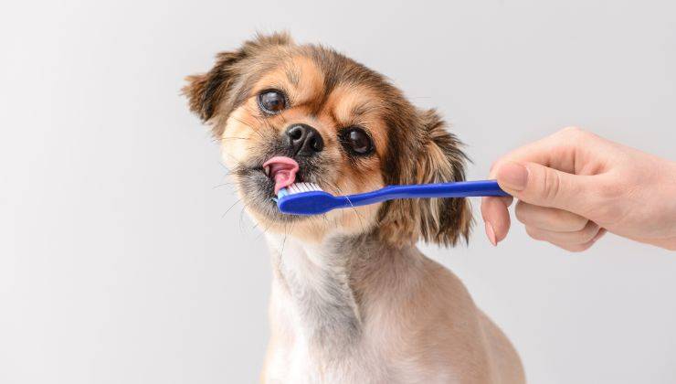 pulire i denti del cane 