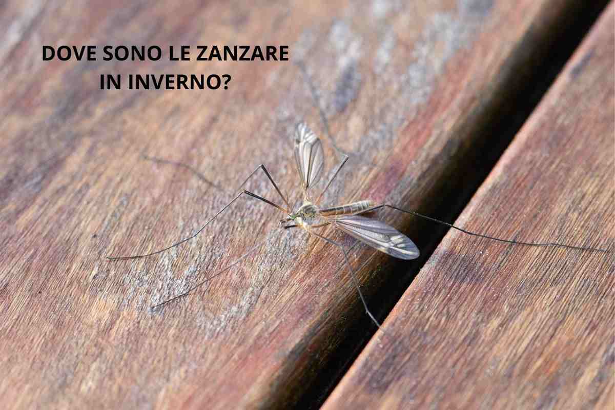 Zanzara su legno