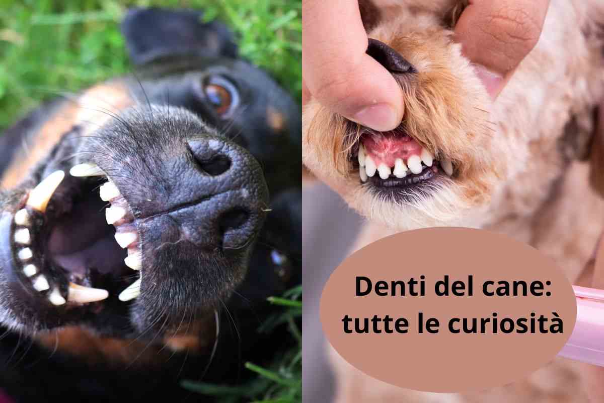 Denti del cane e arcata superiore della dentatura