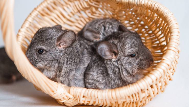 Due cincillà in una cesta