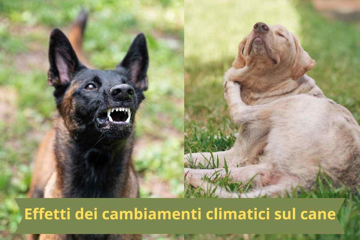 Cane che abbaia e cane che si gratta