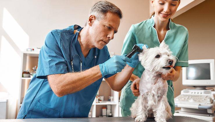veterinari che controllano l'orecchio del cane