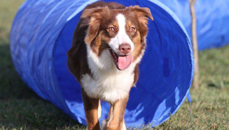 cane nel tubo per fare esercizio fisico e rinforzare il sistema immunitario
