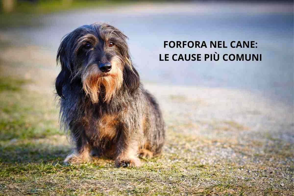 cane con la forfora