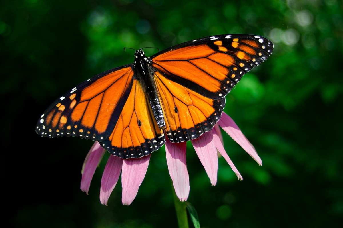 autunnale migrazione farfalle monarca