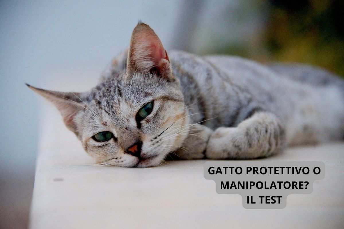 gatto sornione