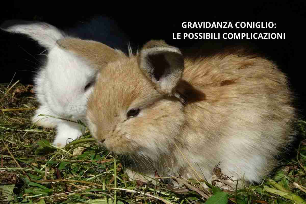 Coniglietti dopo una gravidanza del coniglio con complicazioni