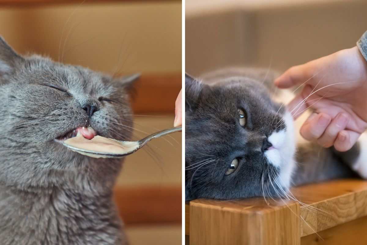 Gatto mangia e gatto viene coccolato