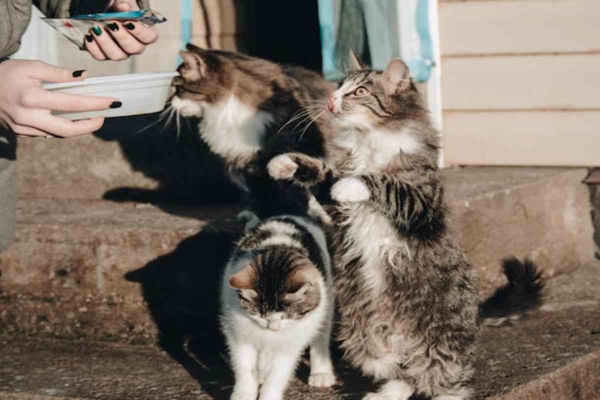 Perché i gatti si scambiano le ciotole