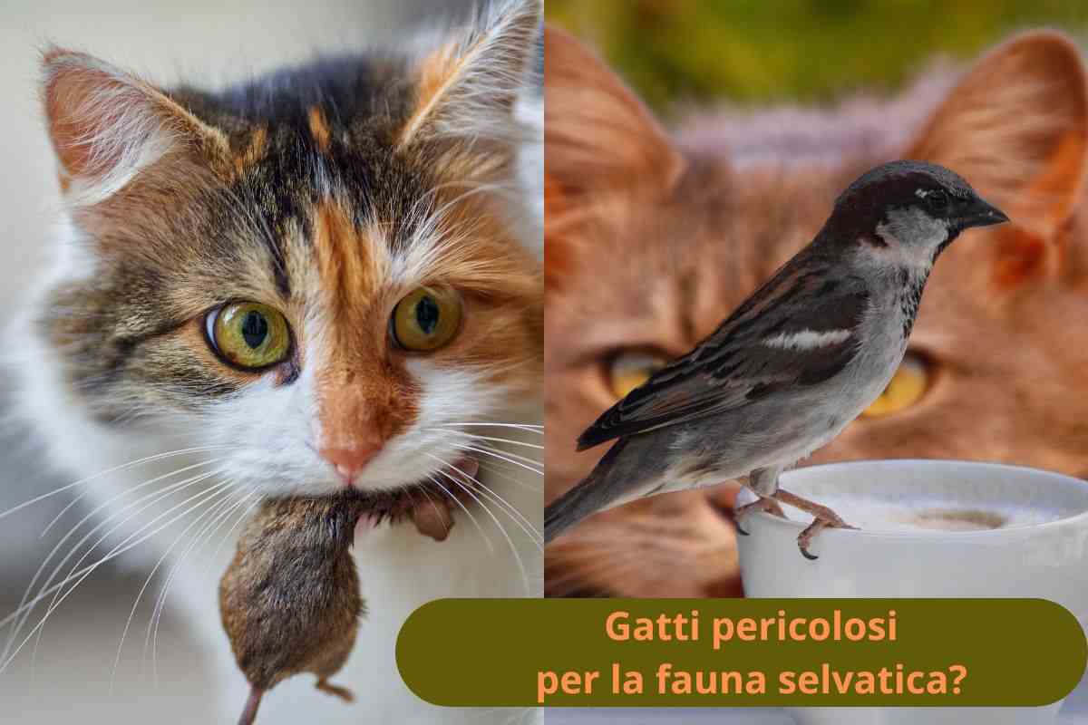 Gatto con topo e gatto guarda uccello