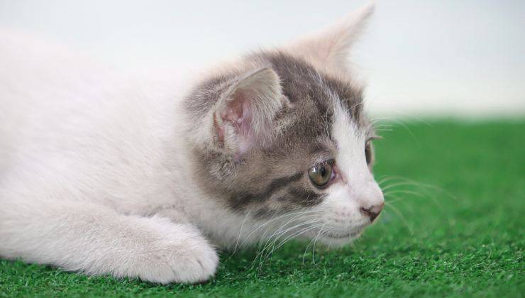 Gattino bianco e grigio 