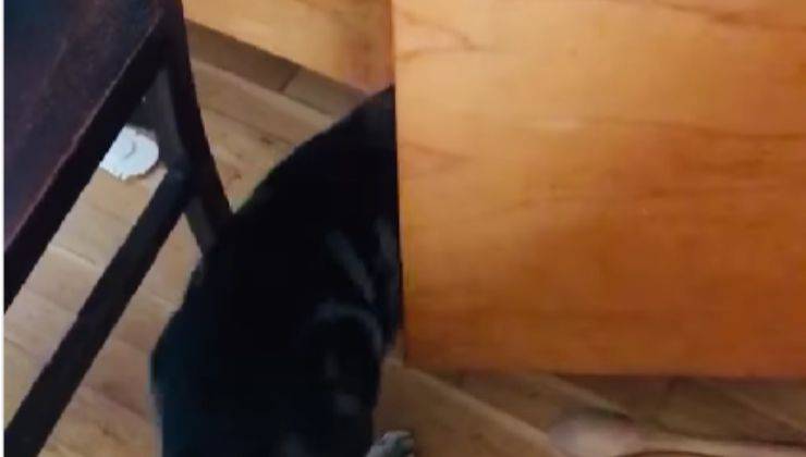 Gatto apre l'anta dell'armadio