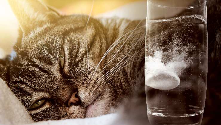 gatto disteso e farmaco per la depressione nel bicchiere