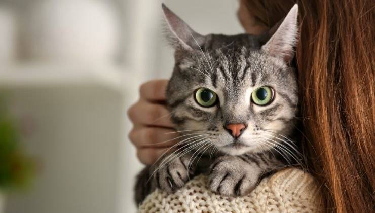 Gatto in braccio alla sua umana presenta uno sguardo da capo di casa geloso