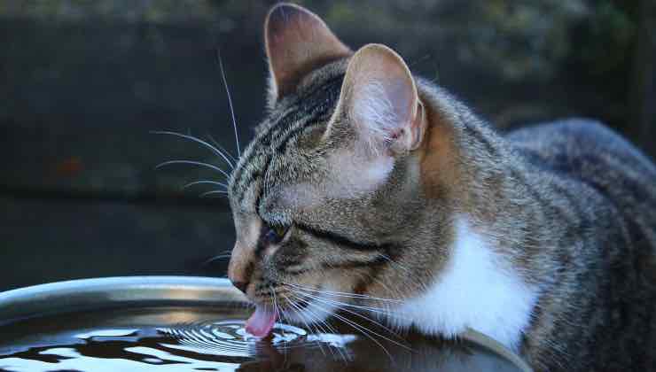 Gatto striato che sta per bere dell'acqua 