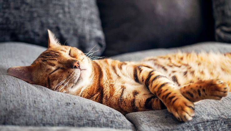 Gatto rilassato e sdraiato su divano