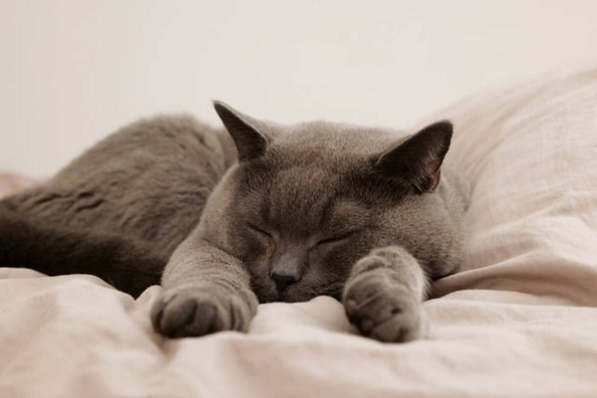 Siete sicuri che il vostro gatto dorme come fate voi
