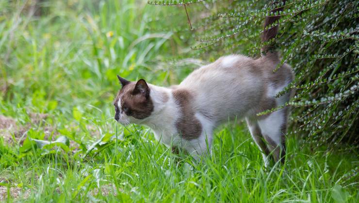 gatto fa pipì tra l'erba