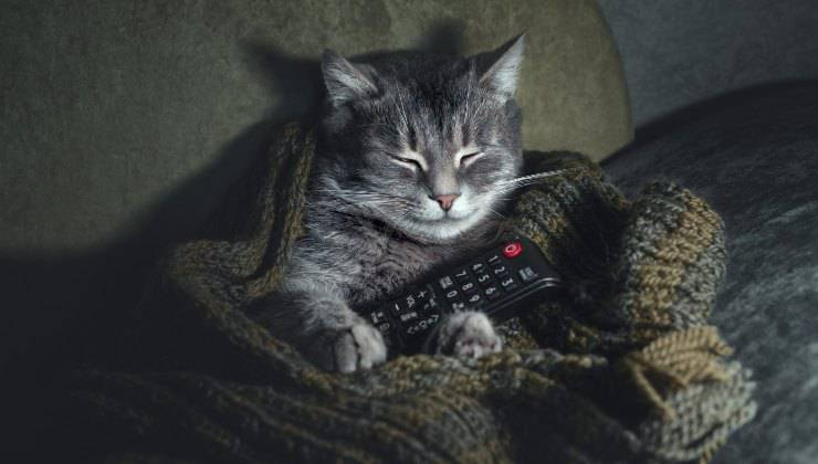 Gatto suo divano che comanda tenendo il telecomando tra le zampe 