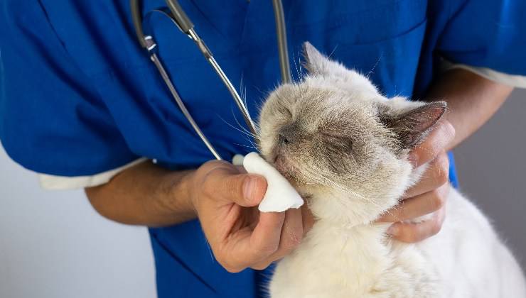 gatto dal veterinario per il naso secco