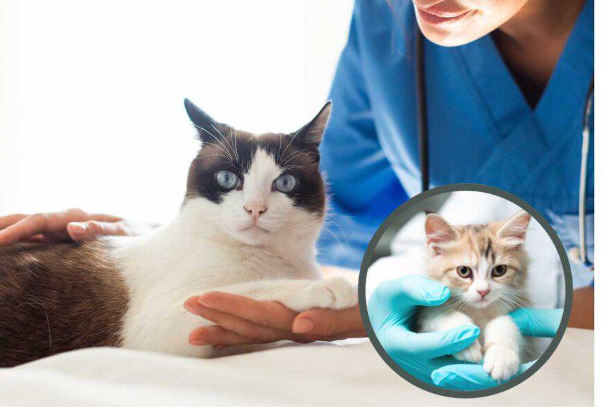 gatto dal veterinario