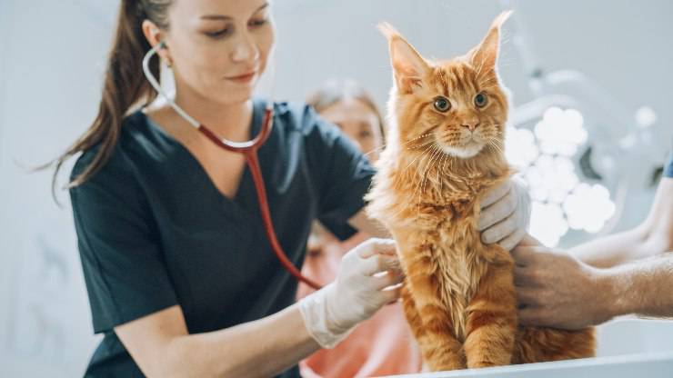 gatto dalla veterinaria