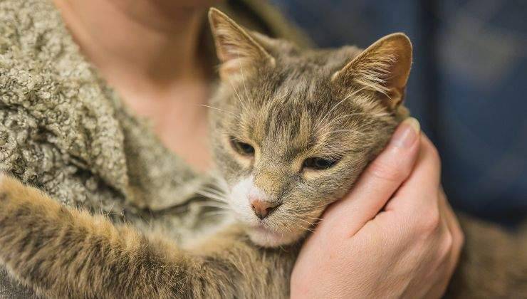 Gatto abbraccia la sua padrona