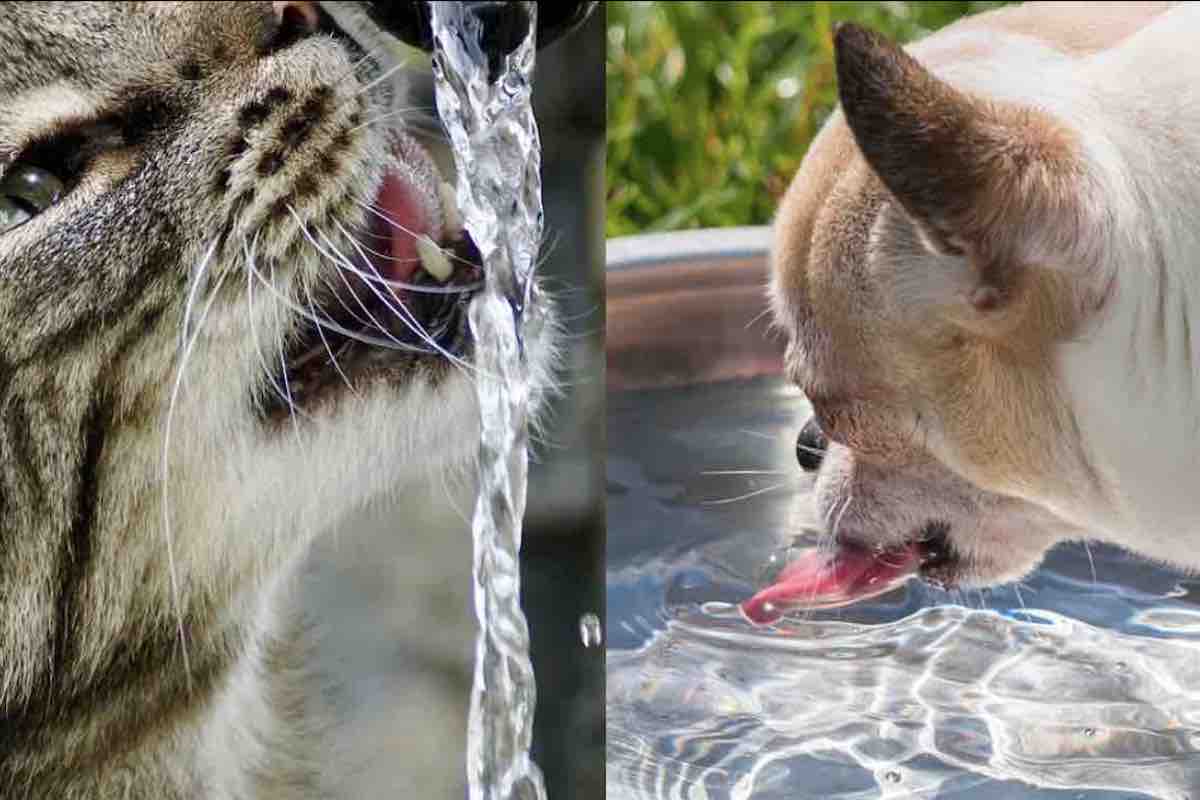 Cane e gatto sorpresi a bere dell'acqua