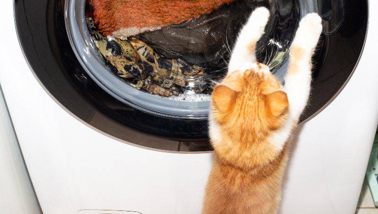 il gatto che aggredisce la lavatrice