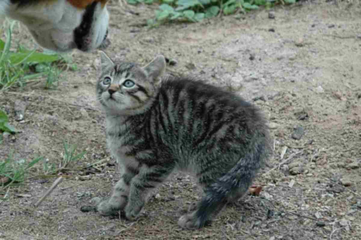 il tuo gatto rizza il pelo