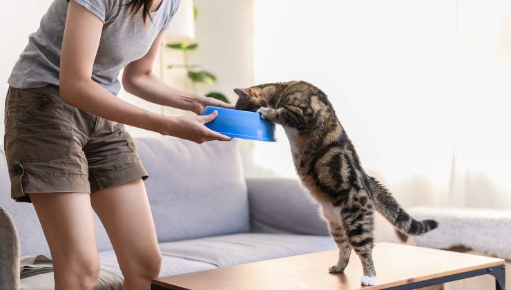 Gatto si arrampica sulla ciotola