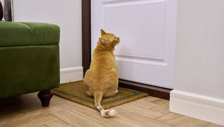 Gatto aspetta dietro la porta