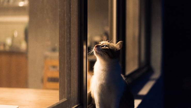 gatto di notte alla finestra