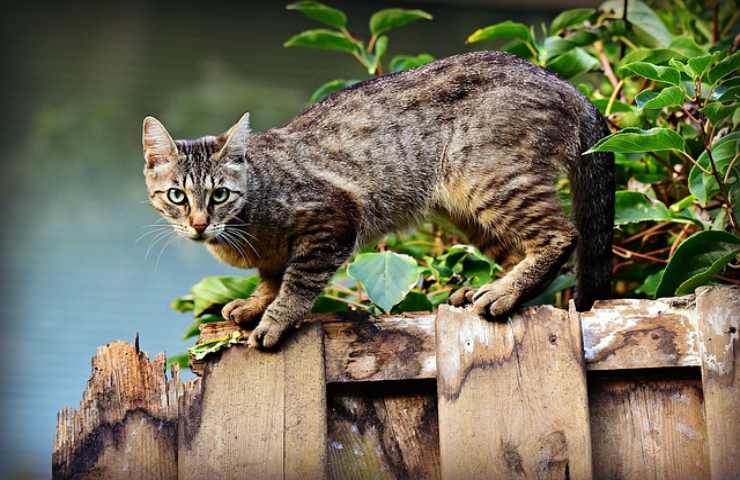 anche il tuo gatto riconosce i nomi