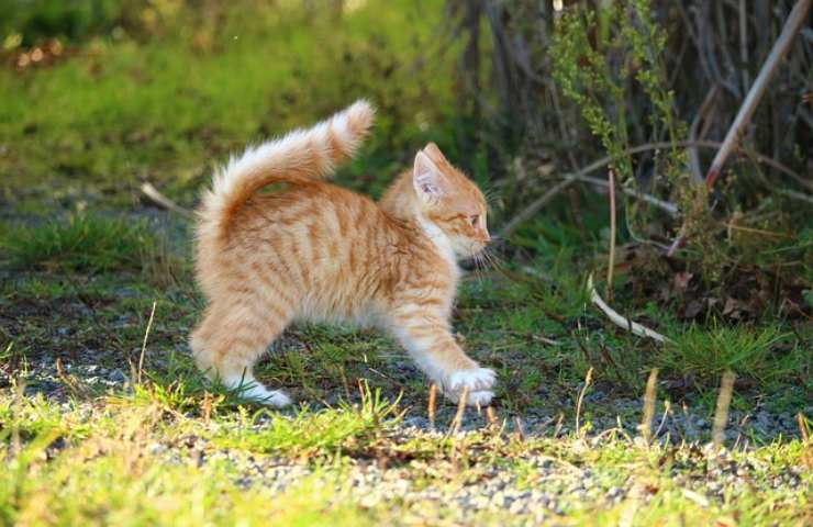 il tuo gatto rizza il pelo