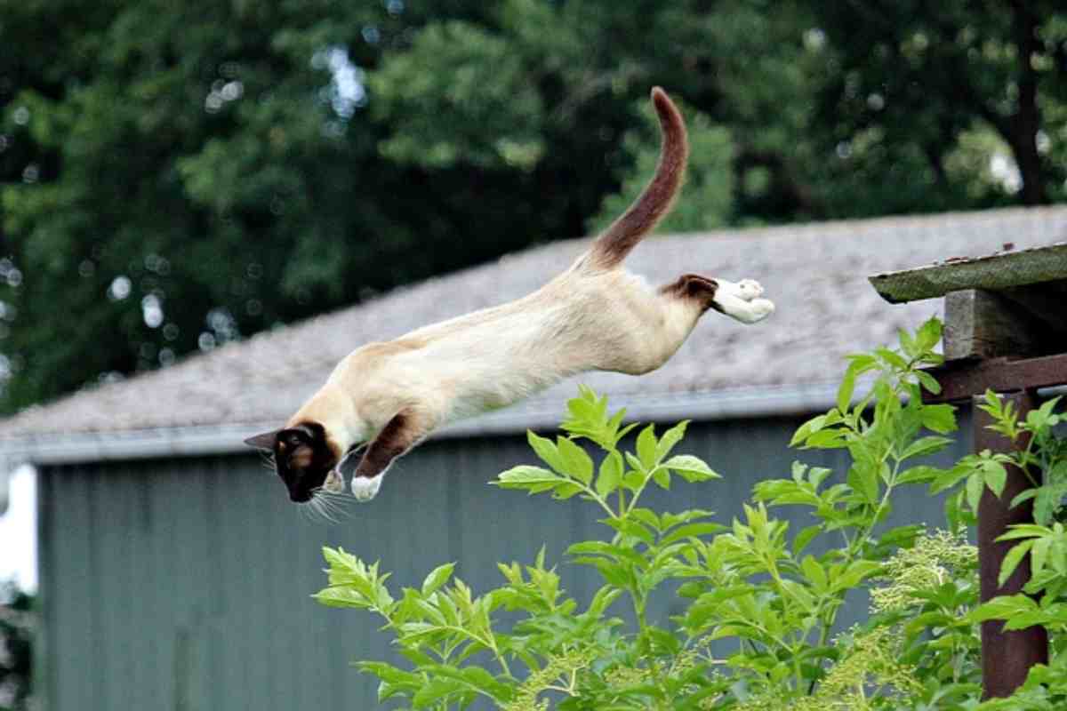 Se il gatto atterra sempre in piedi