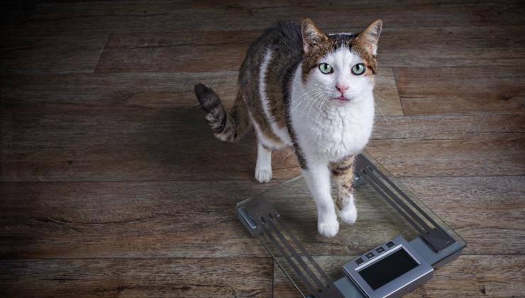 gatto che sale sulla bilancia