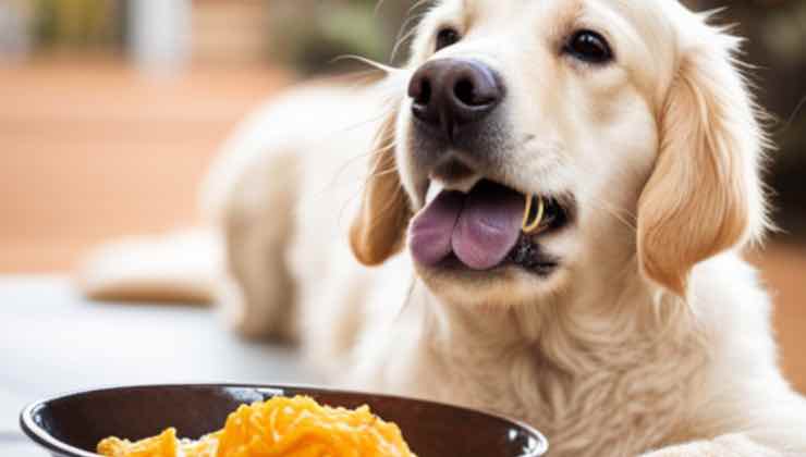 Golden Retriever seduto smette di mangiare il cibo 