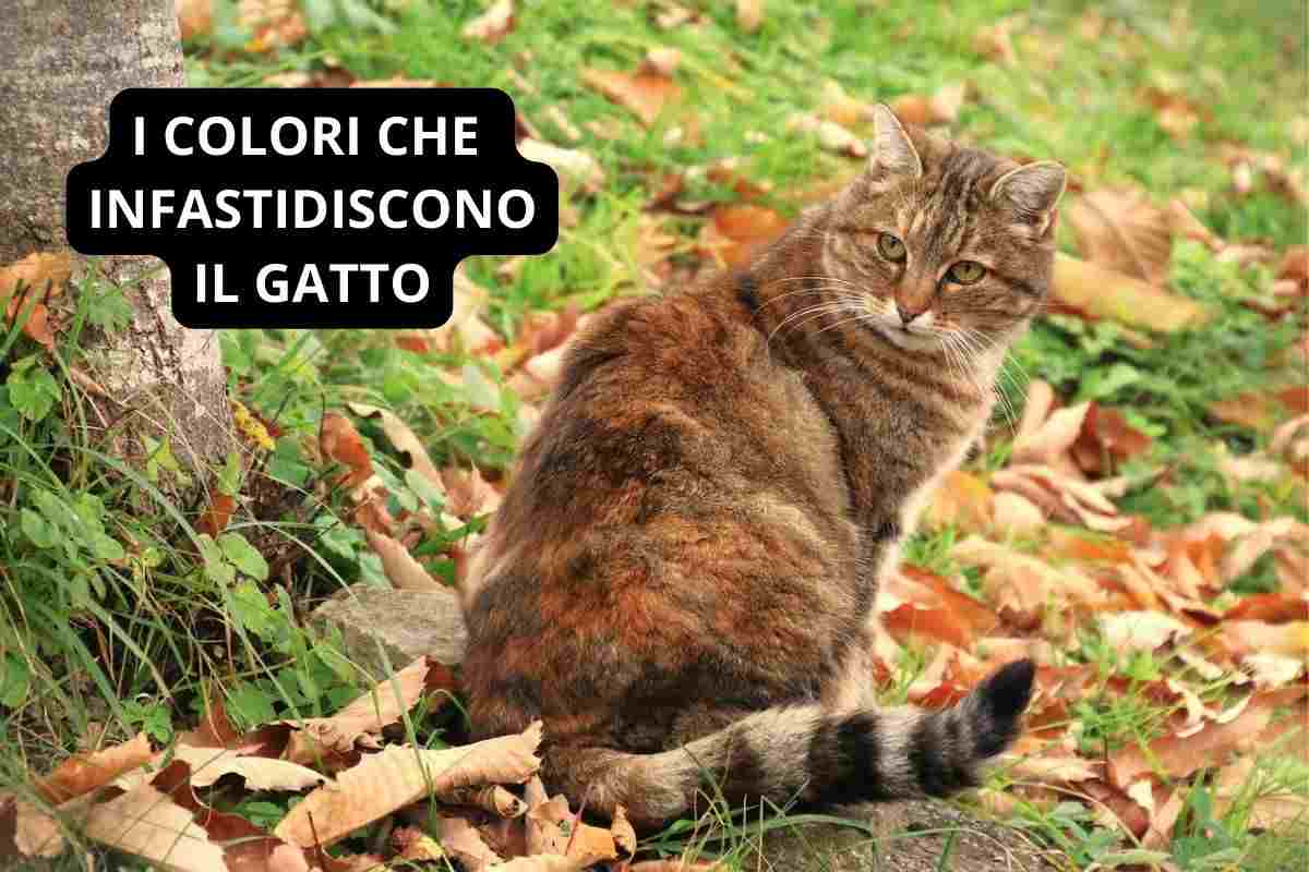 gatto nei colori d'autunno