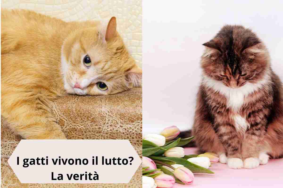 Gatto triste sul divano e gatto accanto a dei fiori