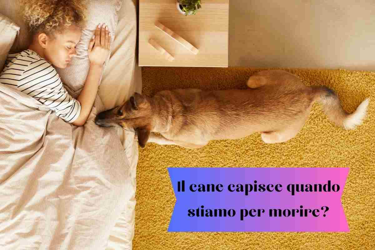 Cane con la testa poggiata sul letto di una donna perché capisce che sta per morire