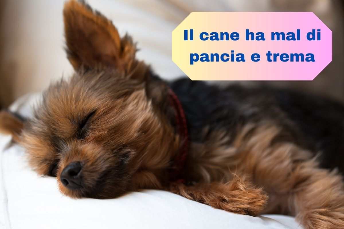 Il cane steso sul letto con gli occhi chiusi perché ha mal di pancia e trema