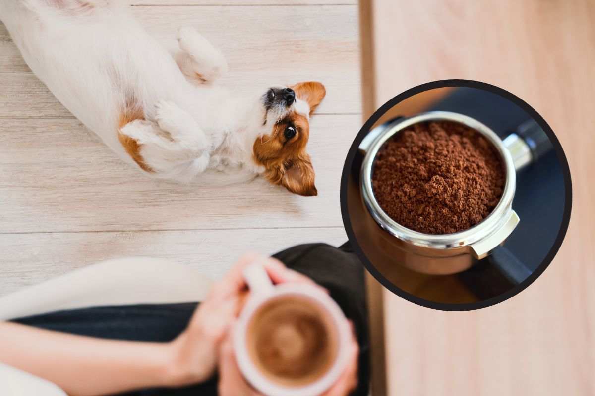 Cane steso a terra in cucina perché ha mangiato i fondi di caffè