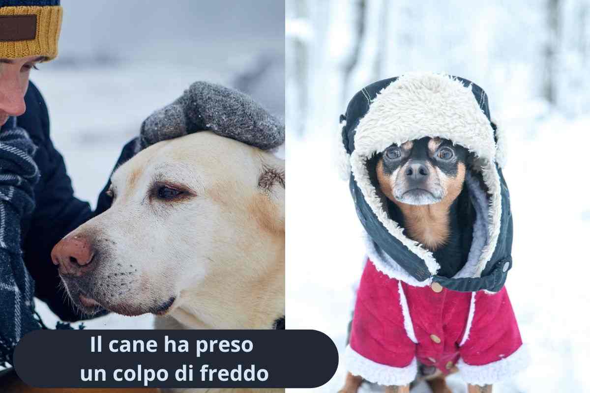 Padrone consola il suo cane e cane coperto per il freddo