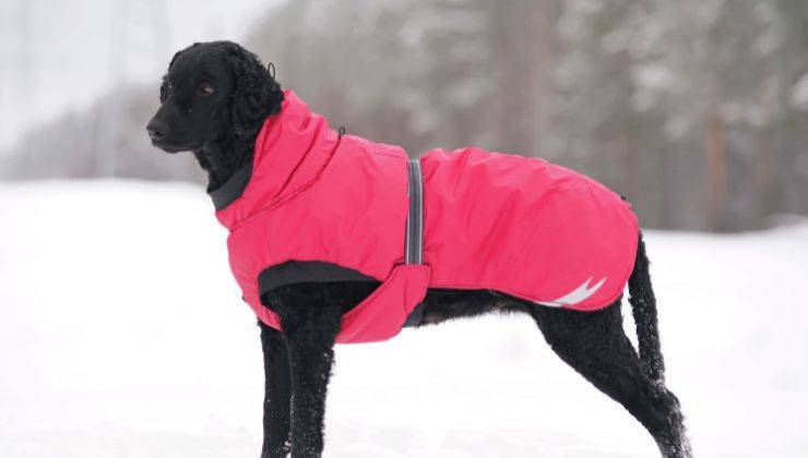 Cane col cappottino invernale